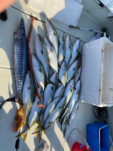 タチウオの釣果