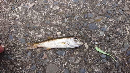 ショゴの釣果