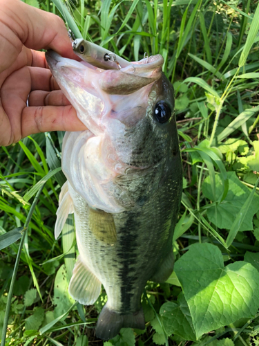 ラージマウスバスの釣果