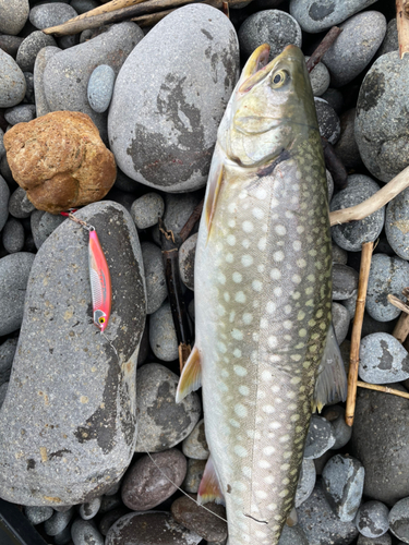 アメマスの釣果