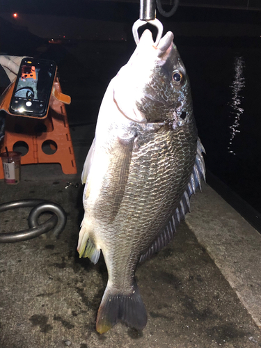 キビレの釣果