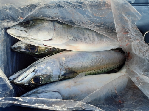 サバの釣果