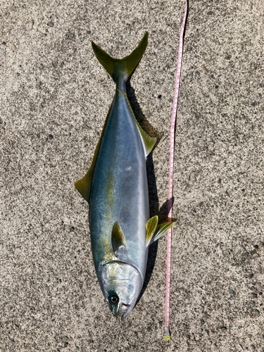 ワラサの釣果