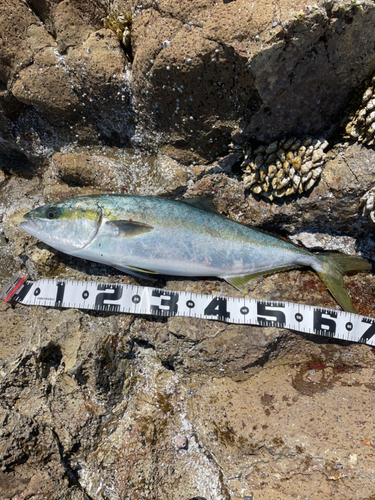 ヒラマサの釣果