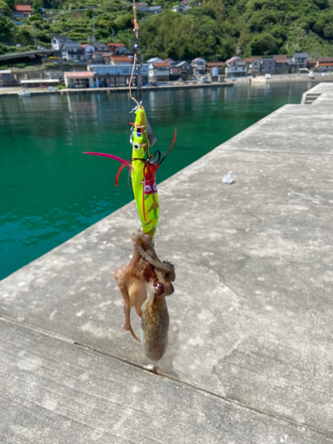 タコの釣果