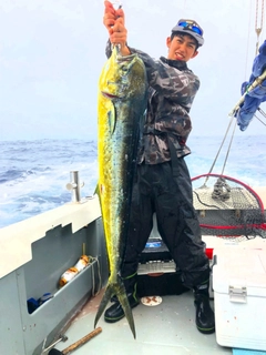 シイラの釣果