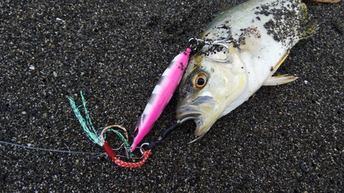 ショゴの釣果