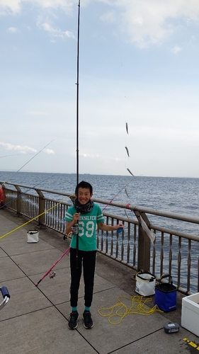 カタクチイワシの釣果