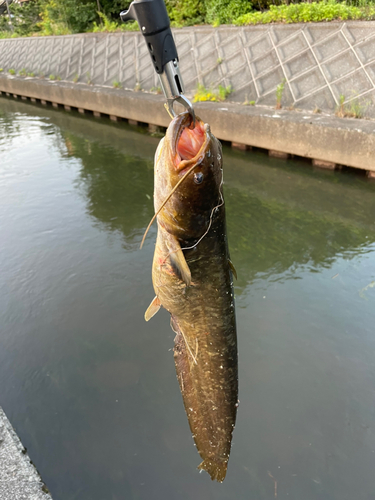 ナマズの釣果