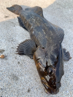 アイナメの釣果