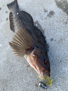 アイナメの釣果