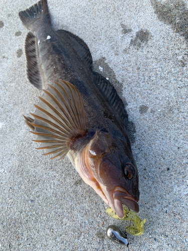 アイナメの釣果