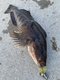 アイナメの釣果