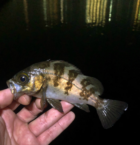 メバルの釣果