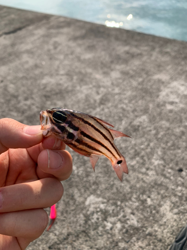 オオスジイシモチの釣果