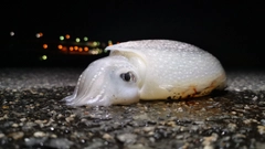 コウイカの釣果