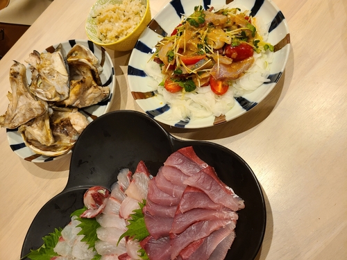 マダイの釣果