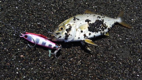 ショゴの釣果