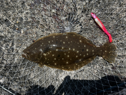 ヒラメの釣果