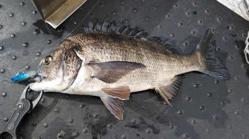 チヌの釣果