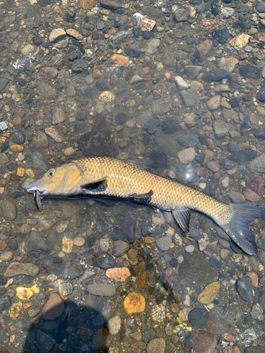 ニゴイの釣果