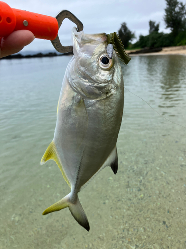 ガーラの釣果