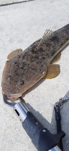 マゴチの釣果