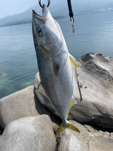 イナダの釣果