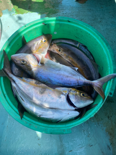 カンパチの釣果