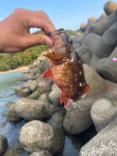 アラカブの釣果