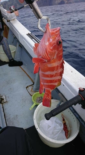 アカハタモドキの釣果