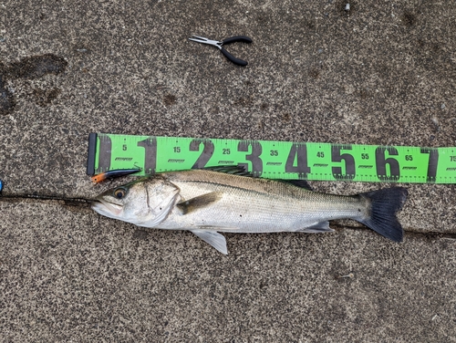 スズキの釣果