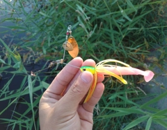 ライギョの釣果