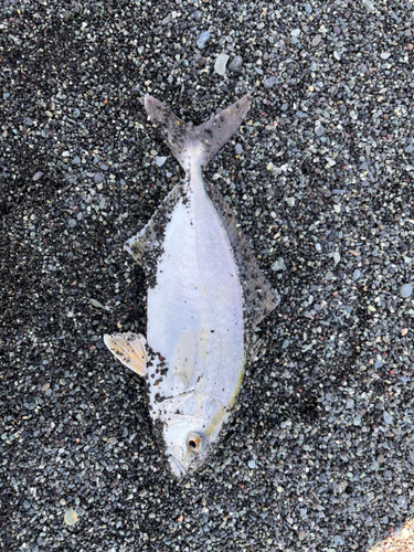 ショゴの釣果