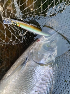 サクラマスの釣果