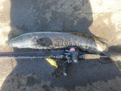 ライギョの釣果