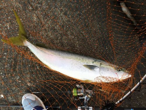 メジロの釣果