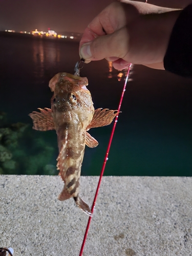 アラカブの釣果