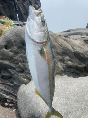 イナダの釣果