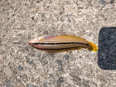 キュウセンの釣果