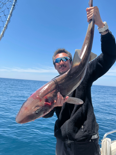 ホシザメの釣果