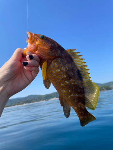 アコウの釣果