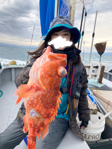 ウッカリカサゴの釣果