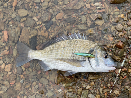 ミナミクロダイの釣果