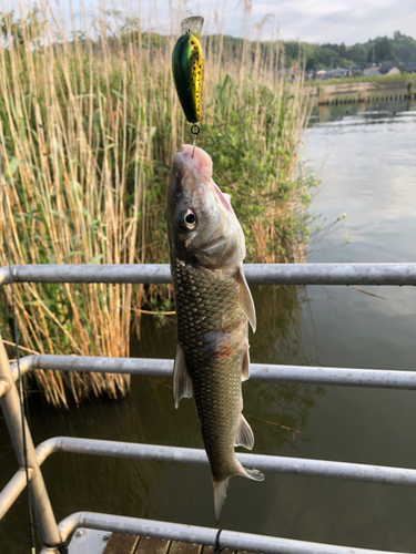 ニゴイの釣果