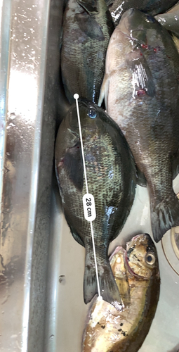 グレの釣果