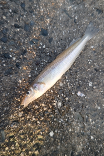 キスの釣果