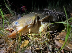 マナマズの釣果