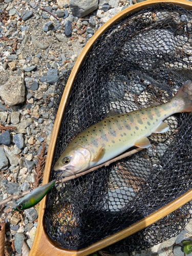 ヤマメの釣果