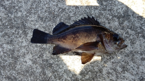 メバルの釣果